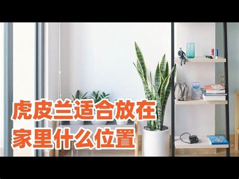 虎尾蘭 廁所|浴室淨化植物風水必學！廁所擺放虎尾蘭大忌揭密